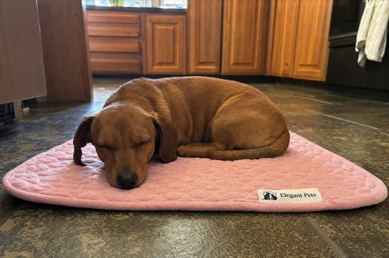Happy dog on the CoolRest cooling mat