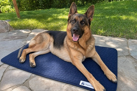 Happy dog on the CoolRest cooling mat