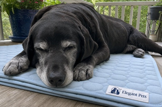 Senior lab on the blue cooling mat on a porch