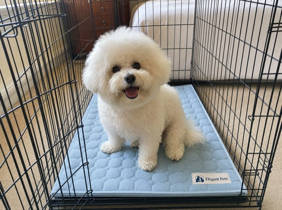 Bichon frise on the blue cooling mat in a crate