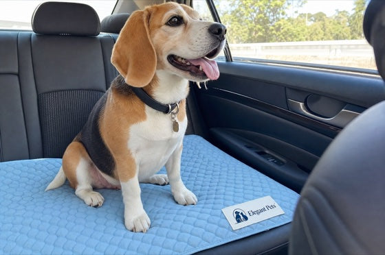 Beagle on the blue cooling mat in a car
