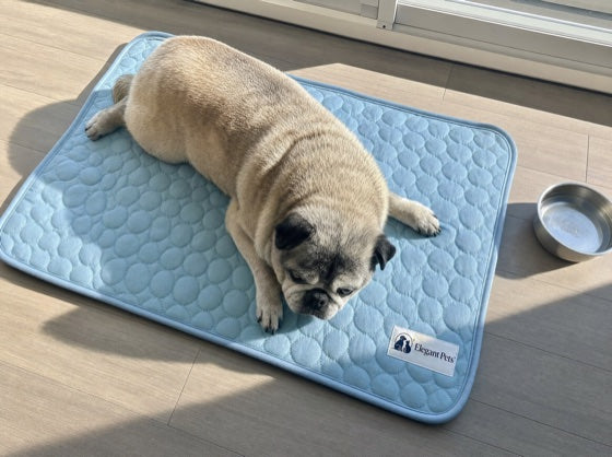 Happy dog on the CoolRest cooling mat
