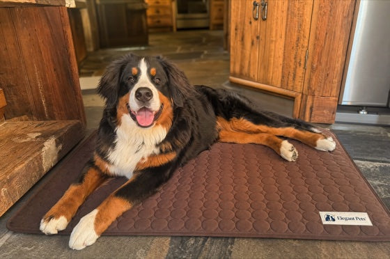 Bernese mountain dog on the brown cooling mat
