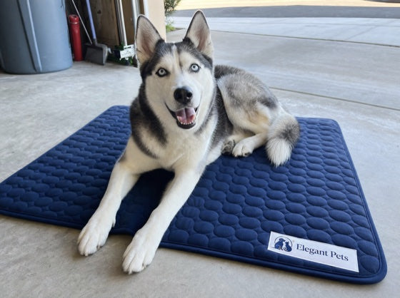 Happy dog on the CoolRest cooling mat